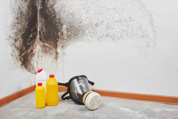 Best Insurance-Related Mold Remediation in Danville, IA