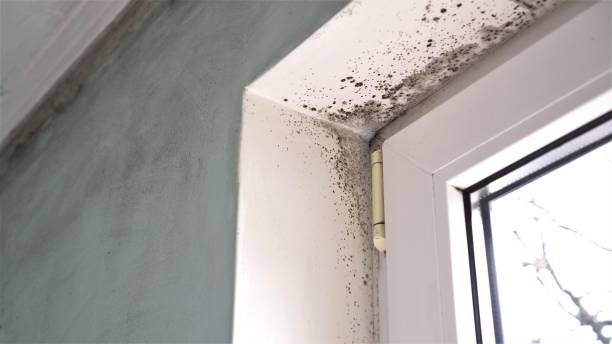 Best Residential Mold Remediation in Danville, IA