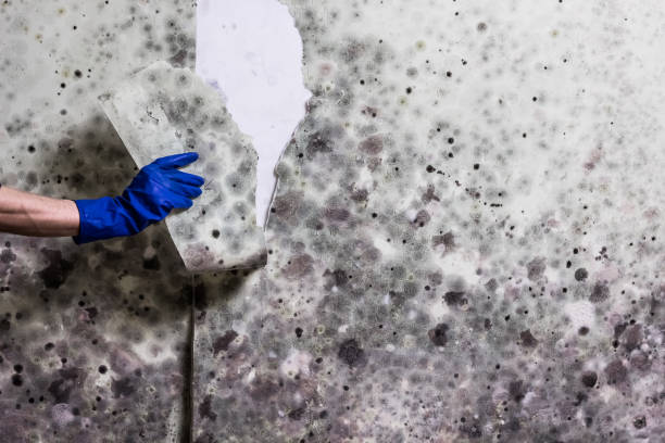 Best Post-Flood Mold Remediation in Danville, IA